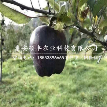 2018年紅肉蘋(píng)果苗、紅肉蘋(píng)果苗培育方式