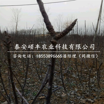 紅肉蘋果苗利潤、紅肉蘋果苗管理