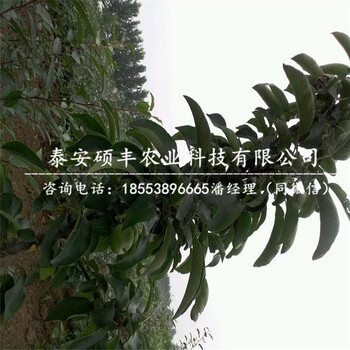 1公分瑞雪蘋果苗價格、1公分瑞雪蘋果苗一株價格
