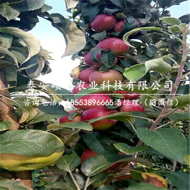 2018年秋光蘋果苗基地、2018年秋光蘋果苗行情報(bào)價(jià)