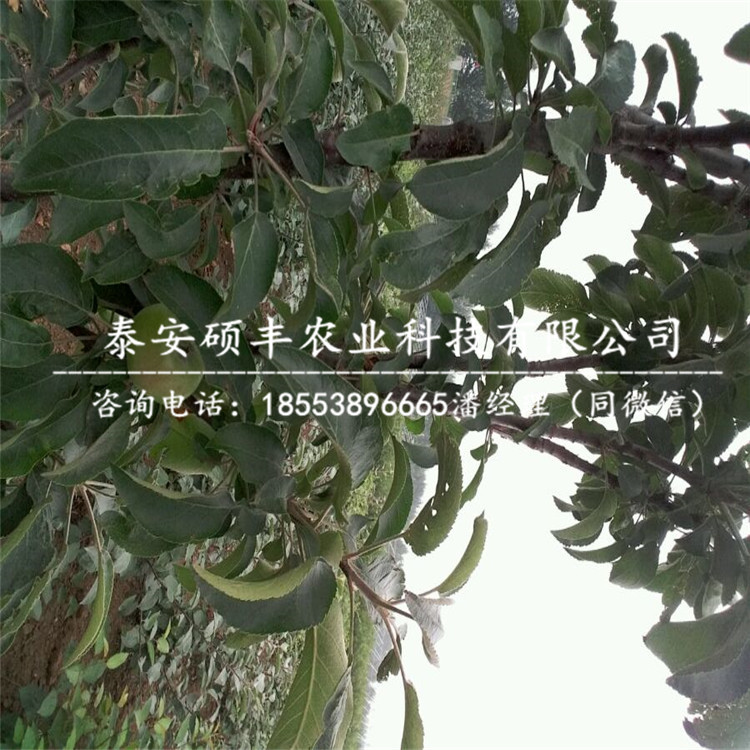 紅夏蘋果苗出售、紅夏蘋果苗銷售價(jià)格