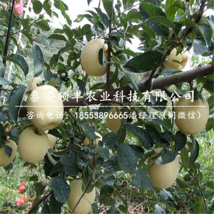 岳紅蘋果苗利潤(rùn)、岳紅蘋果苗市場(chǎng)批發(fā)價(jià)格