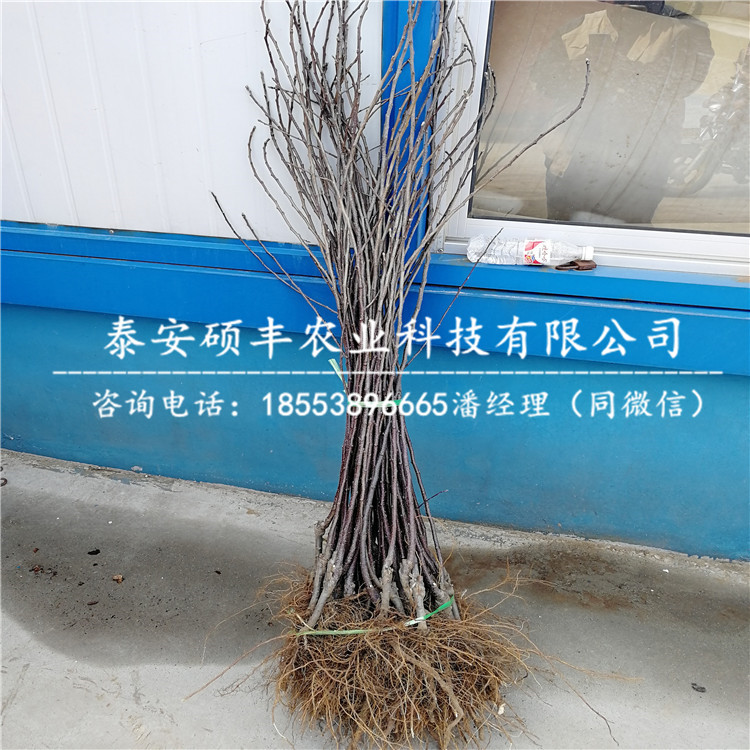 1公分煙富三號蘋果苗銷售價格、1公分煙富三號蘋果苗壓條技術