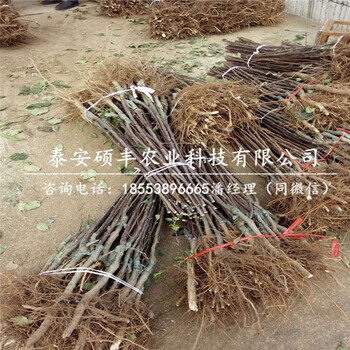 1公分秦冠蘋果苗、秦冠蘋果苗原產(chǎn)地價格