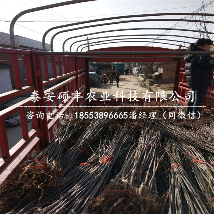 信濃金蘋果苗產(chǎn)地價格、信濃金蘋果苗出售價格