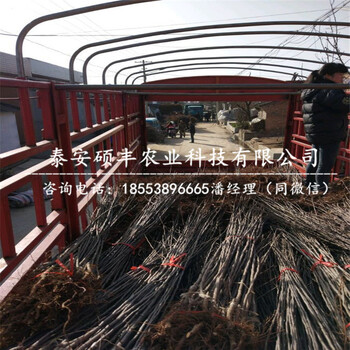 矮化紅嘎啦蘋果苗多少錢、矮化紅嘎啦蘋果苗批發(fā)價(jià)