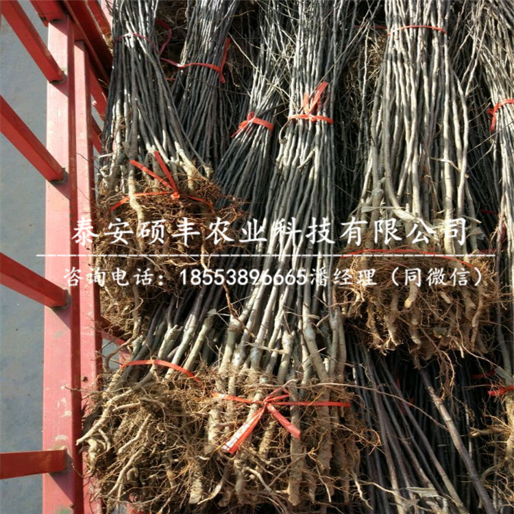 山東喬納金蘋果苗出售、山東喬納金蘋果苗出售批發(fā)價