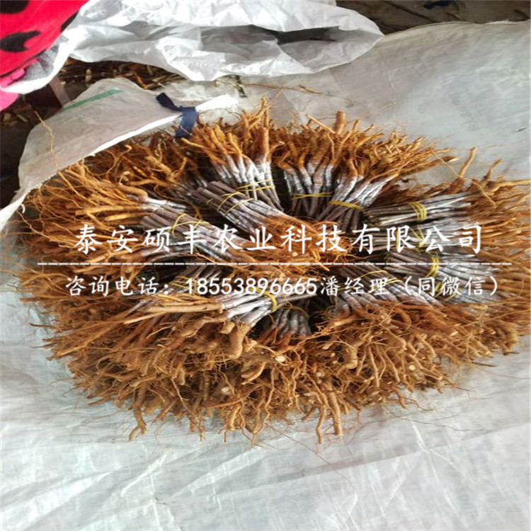 5公分維納斯黃金蘋果苗多少錢一棵、5公分維納斯黃金蘋果苗幾月份成熟