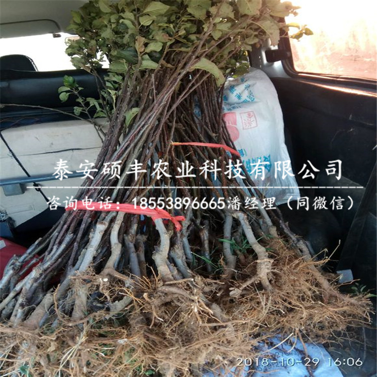 華冠蘋果苗銷售、華冠蘋果苗市場批發(fā)價格