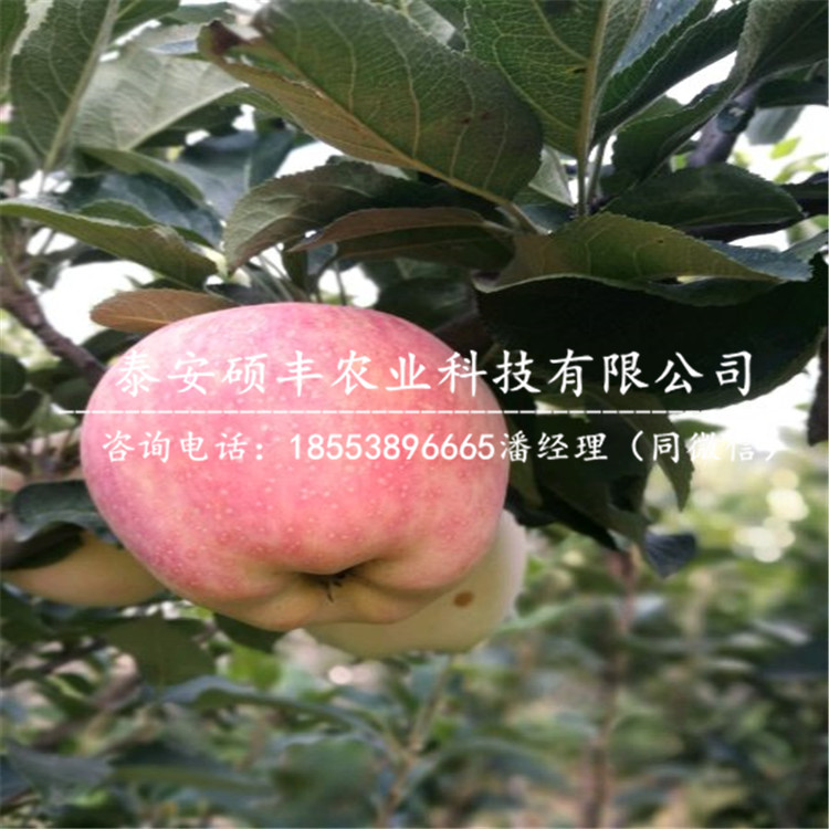 華冠蘋果苗批發(fā)價格、華冠蘋果苗批發(fā)價