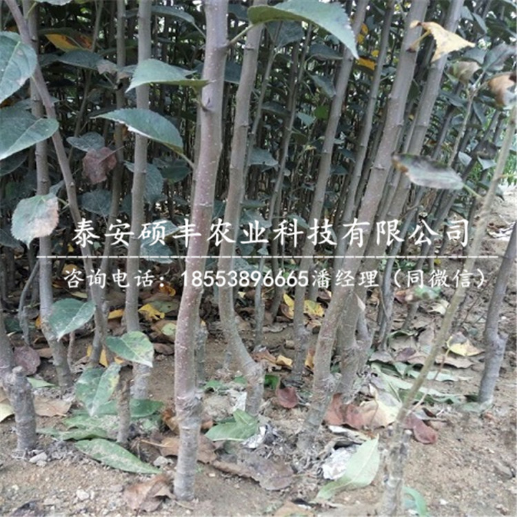 哪里有喬納森蘋果苗優(yōu)點(diǎn)