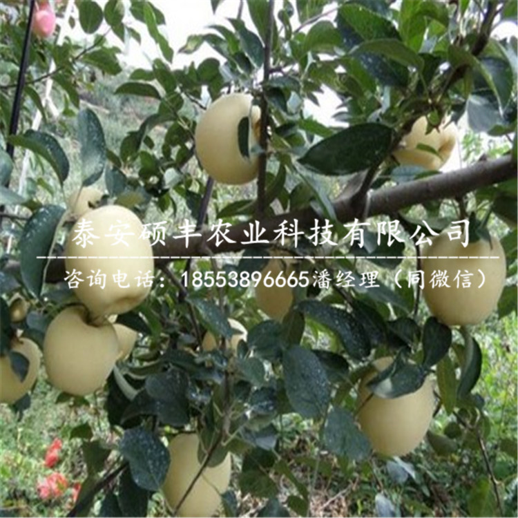 5公分花牛蘋果苗哪里有、5公分花牛蘋果苗市場行情價