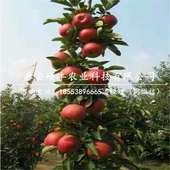 秀水蘋(píng)果苗條件、秀水蘋(píng)果苗廠家價(jià)格
