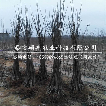 矮化潤(rùn)太1號(hào)蘋果苗價(jià)格、矮化潤(rùn)太1號(hào)蘋果苗一株價(jià)格