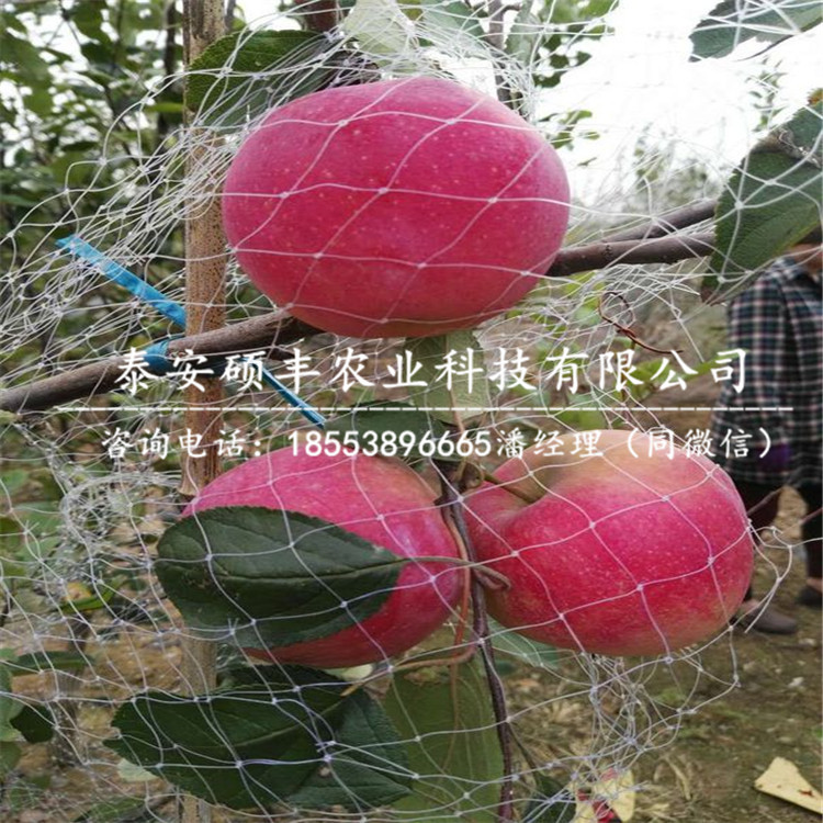 5公分維納斯黃金蘋果苗多少錢一棵、5公分維納斯黃金蘋果苗幾月份成熟