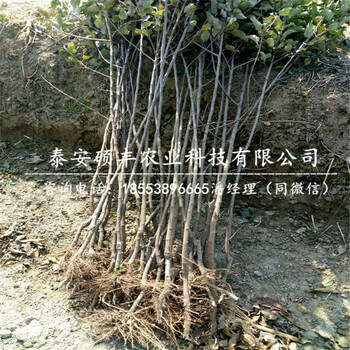 富藤蘋果苗市場行情、富藤蘋果苗畝產(chǎn)量