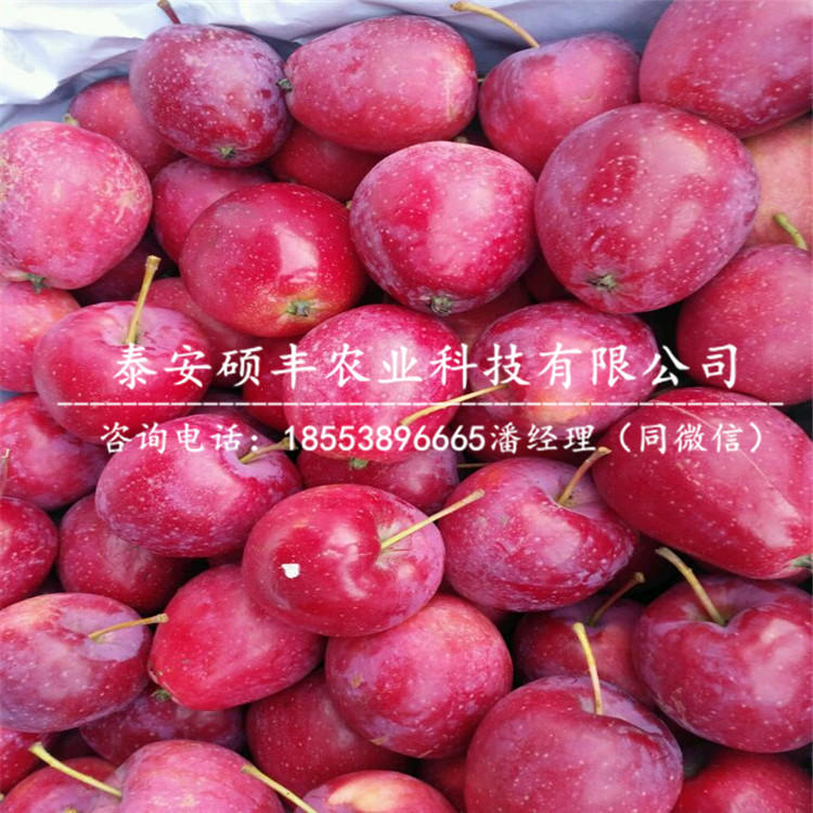 5公分红富士苹果苗种植技术、5公分红富士苹果苗价格