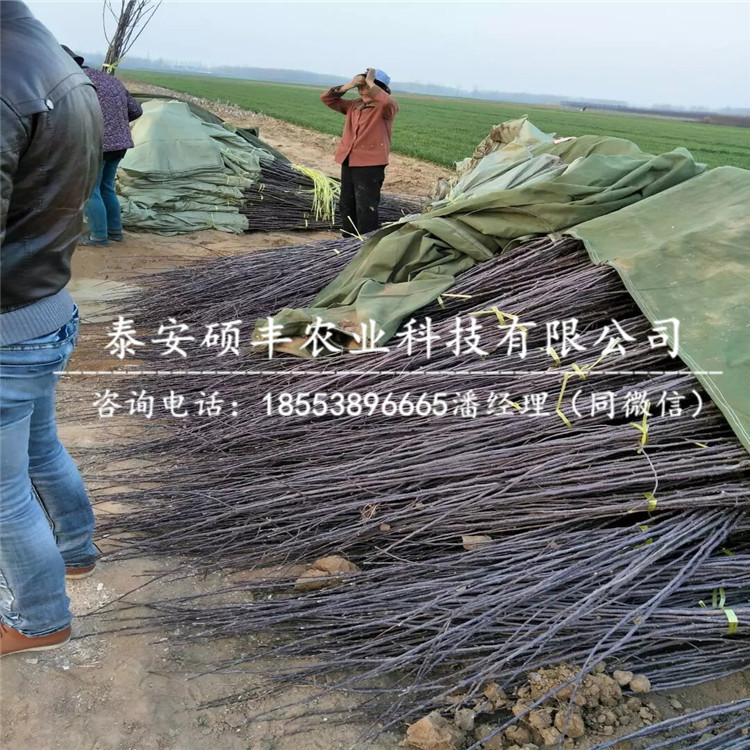 山東新疆阿克蘇蘋(píng)果苗、新疆阿克蘇蘋(píng)果苗行情