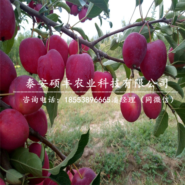 哪里有金帥蘋果苗產(chǎn)地價(jià)格、哪里有金帥蘋果苗市場(chǎng)價(jià)格