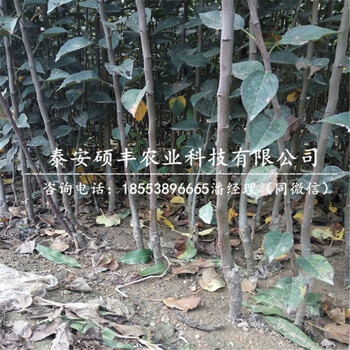 1公分煙富三號(hào)蘋(píng)果苗銷售價(jià)格、1公分煙富三號(hào)蘋(píng)果苗壓條技術(shù)