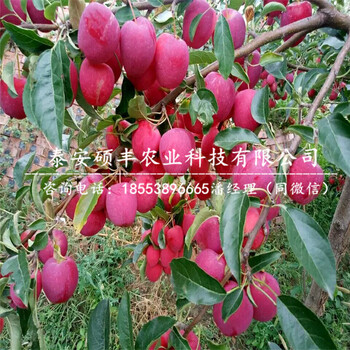 1公分太平洋嘎啦蘋果苗密植管理