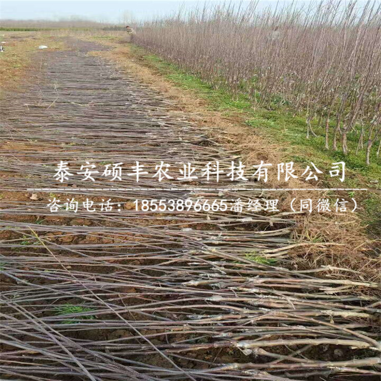 1公分富藤蘋果苗介紹、1公分富藤蘋果苗怎么管理