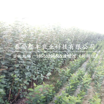 5公分世界1號蘋果苗、世界1號蘋果苗行情報價