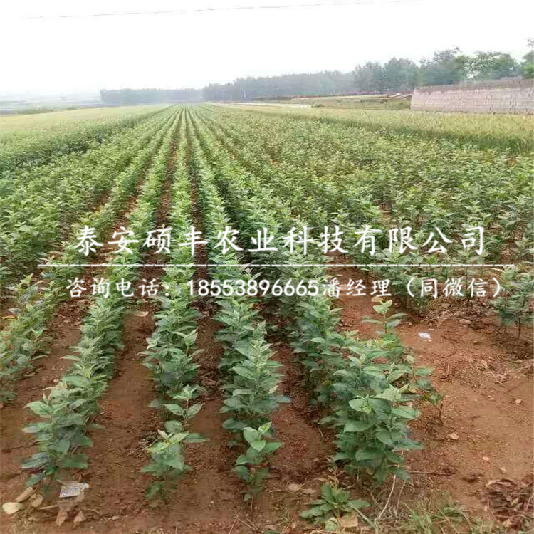 藤牧1號(hào)蘋果苗多少錢、藤牧1號(hào)蘋果苗圖片