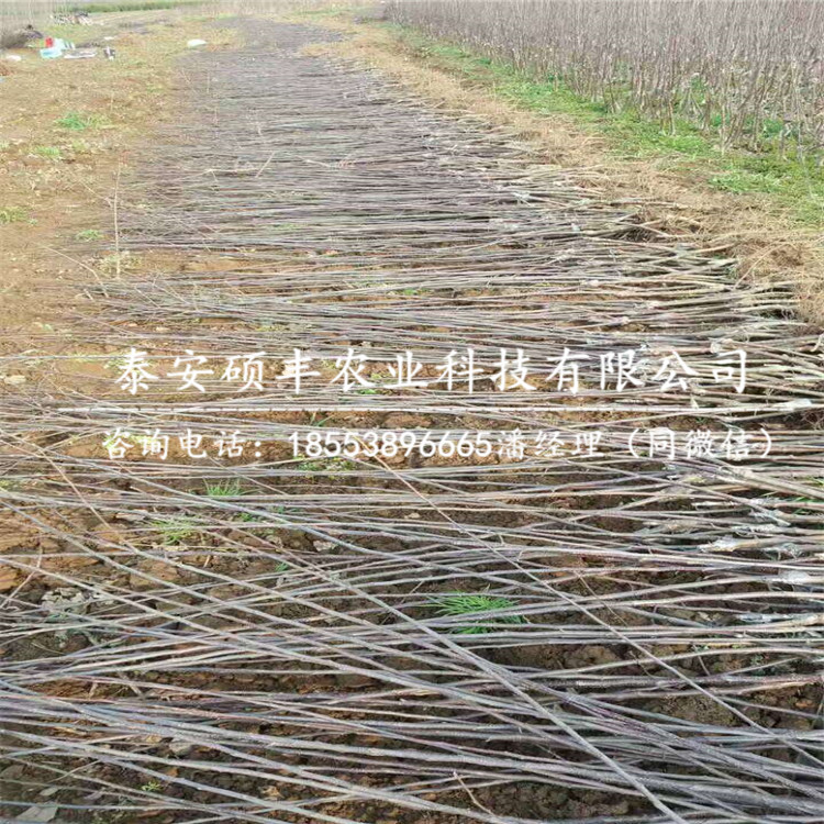 2公分千雪蘋果苗多少錢、2公分千雪蘋果苗畝產(chǎn)多少斤
