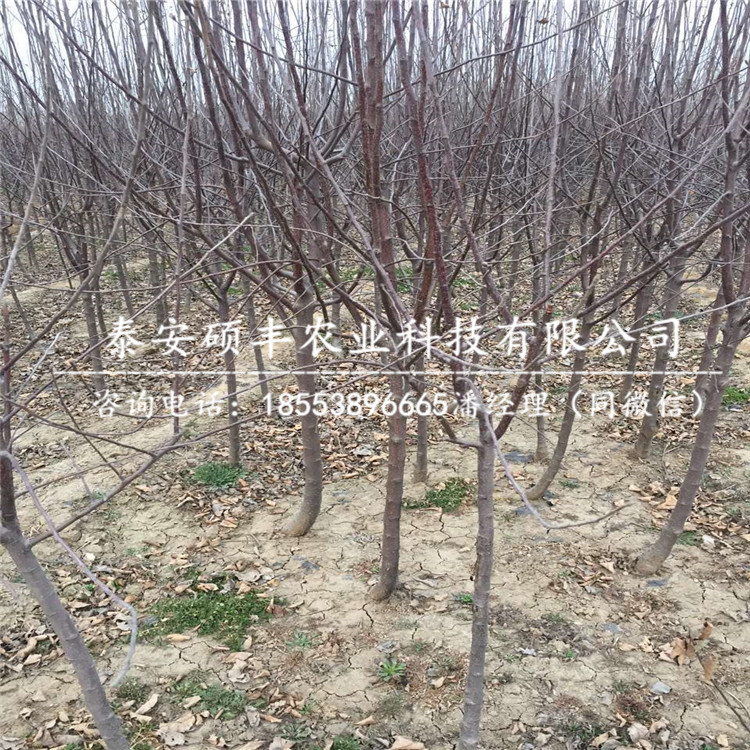 青香蕉蘋果苗市場、青香蕉蘋果苗畝產(chǎn)多少斤