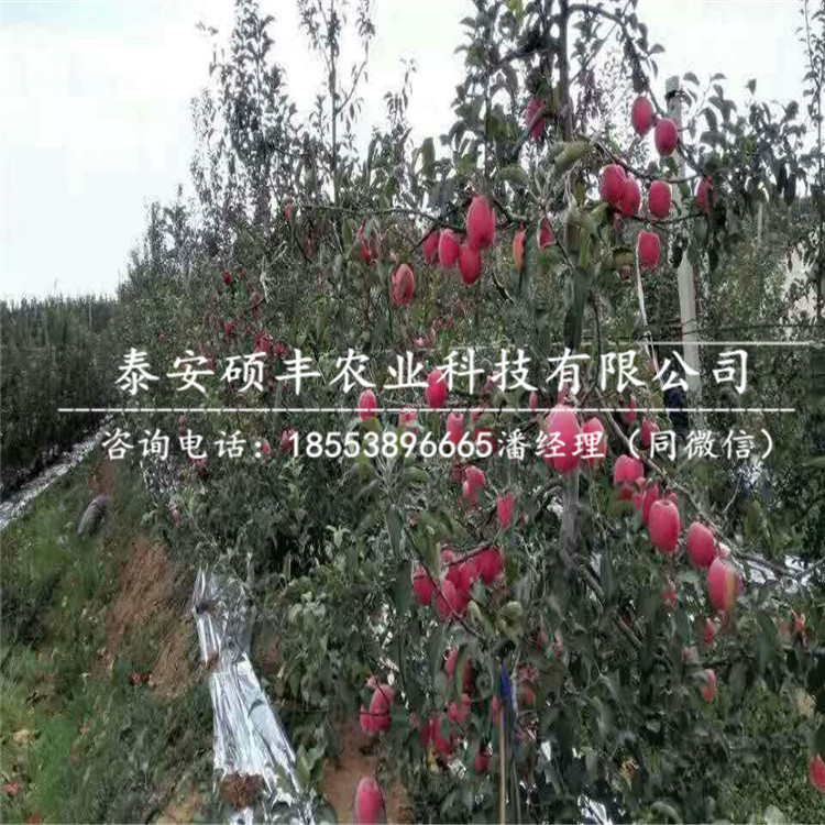 2018年煙富八號蘋果苗出售價格、2018年煙富八號蘋果苗介紹