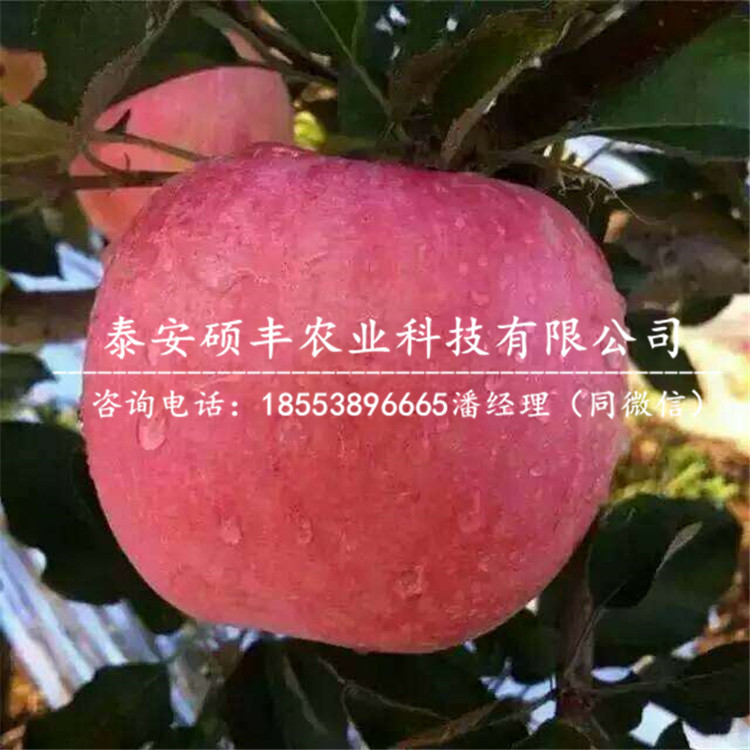 嫁接華紅蘋果苗供貨商、嫁接華紅蘋果苗價格