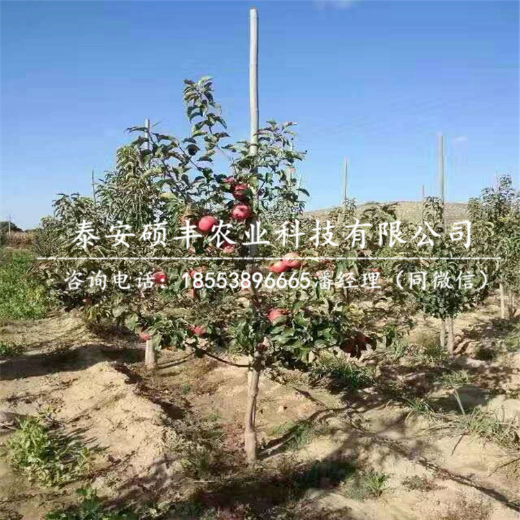 哪里有喬納森蘋果苗優(yōu)點(diǎn)