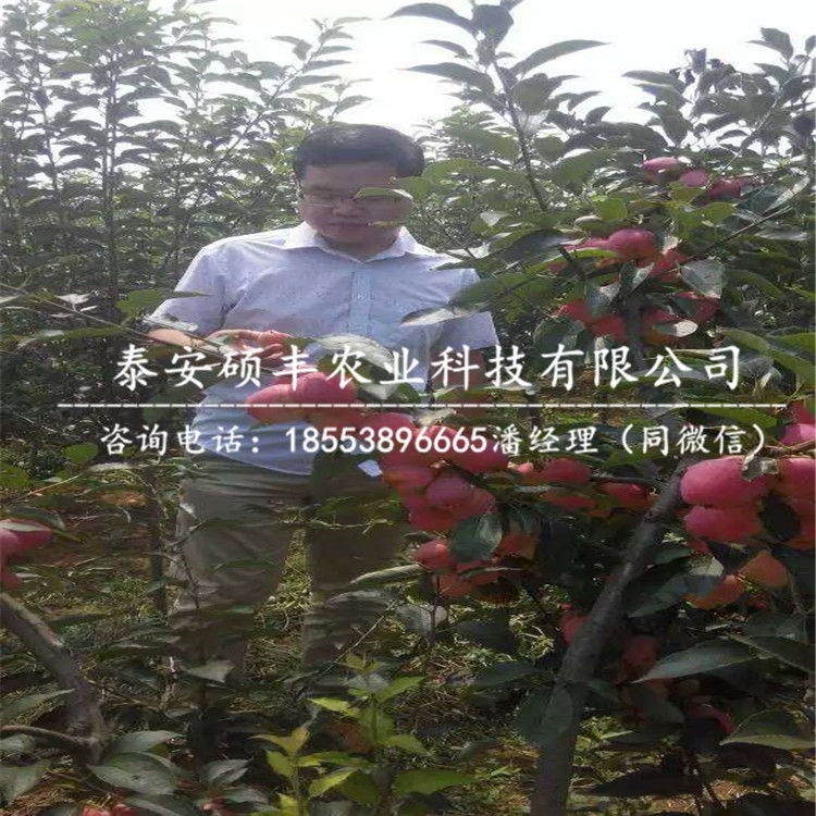 瑞雪蘋果苗包郵價(jià)格、瑞雪蘋果苗銷售