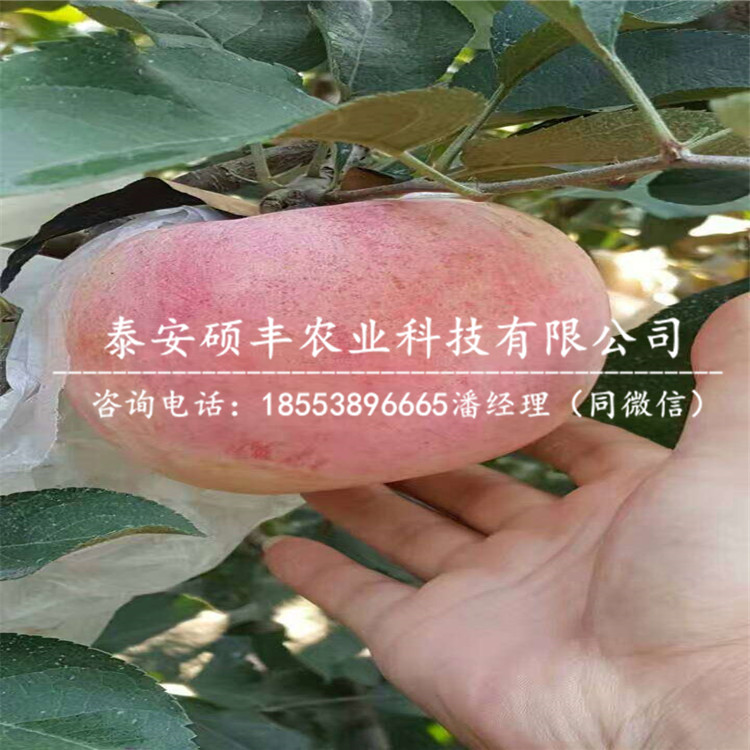 4公分王林蘋果苗適合陜西種植嗎