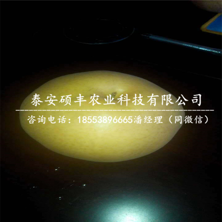 紅星蘋果苗包郵價格、紅星蘋果苗供應(yīng)