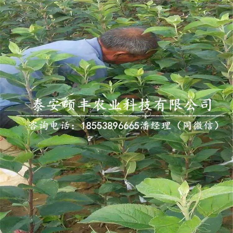 3公分金帥蘋(píng)果苗哪里有、3公分金帥蘋(píng)果苗市場(chǎng)批發(fā)價(jià)格