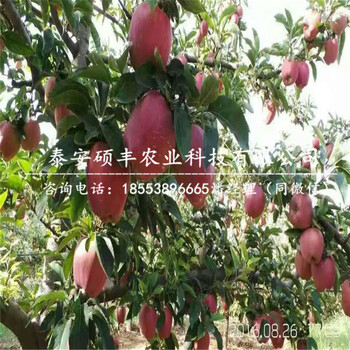 矮化M9T337蘋果苗出售價(jià)格、矮化M9T337蘋果苗銷售