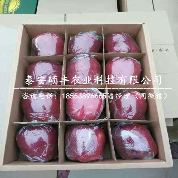 2公分蜜脆蘋果苗、蜜脆蘋果苗培育方式