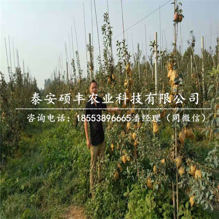 山東太平洋嘎啦蘋果苗適合生長的溫度