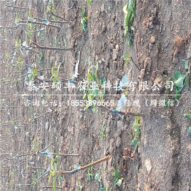 喬納森蘋果苗示范基地、喬納森蘋果苗每顆價(jià)格