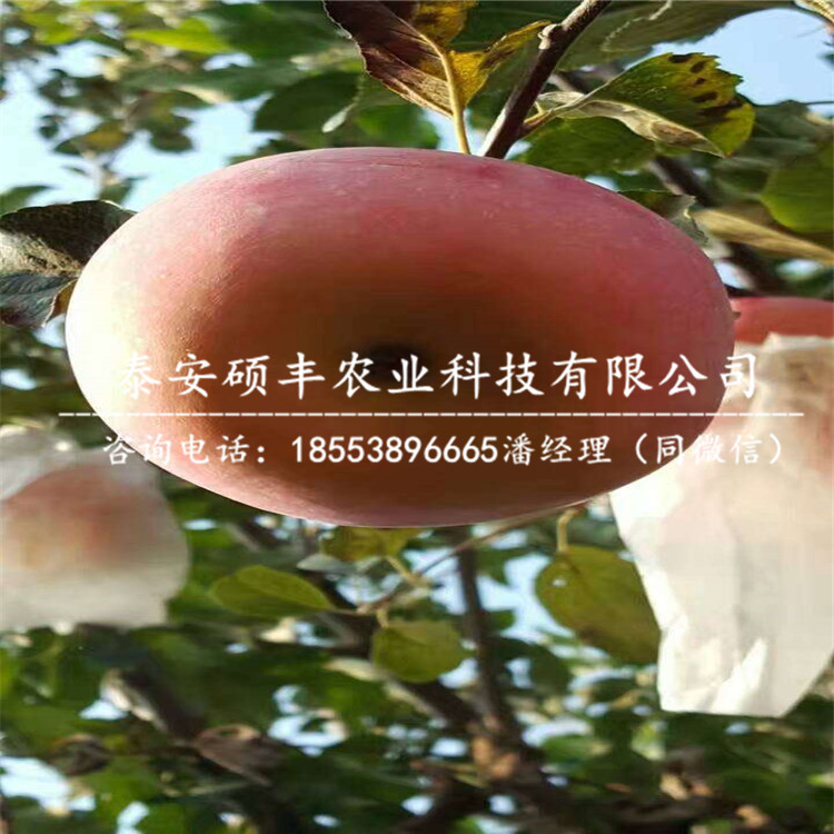 煙富蘋果苗種植技術(shù)、煙富蘋果苗銷售價格
