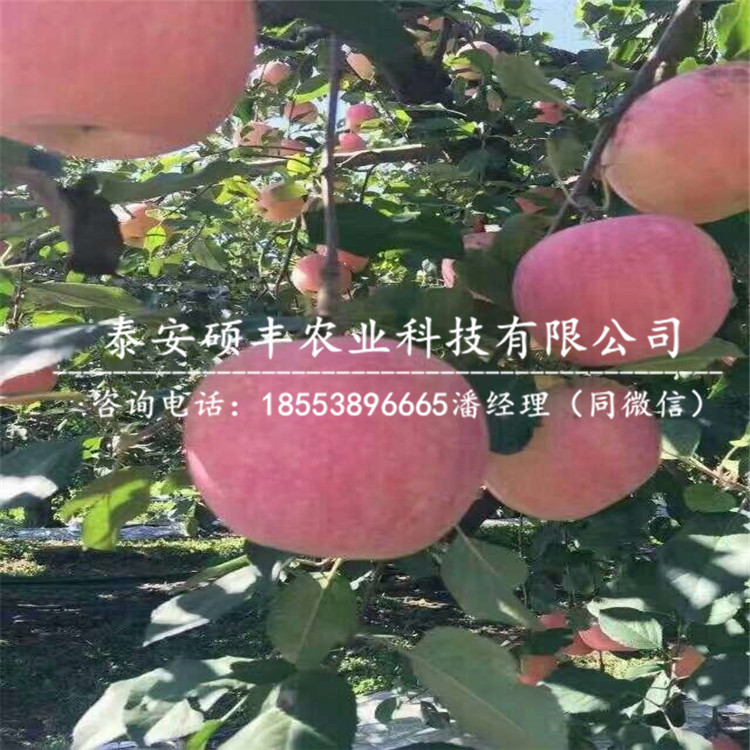 4公分煙富六號(hào) 蘋(píng)果苗銷售、4公分煙富六號(hào) 蘋(píng)果苗供應(yīng)