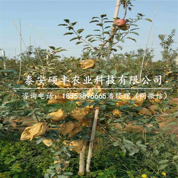 4公分王林蘋果苗適合陜西種植嗎
