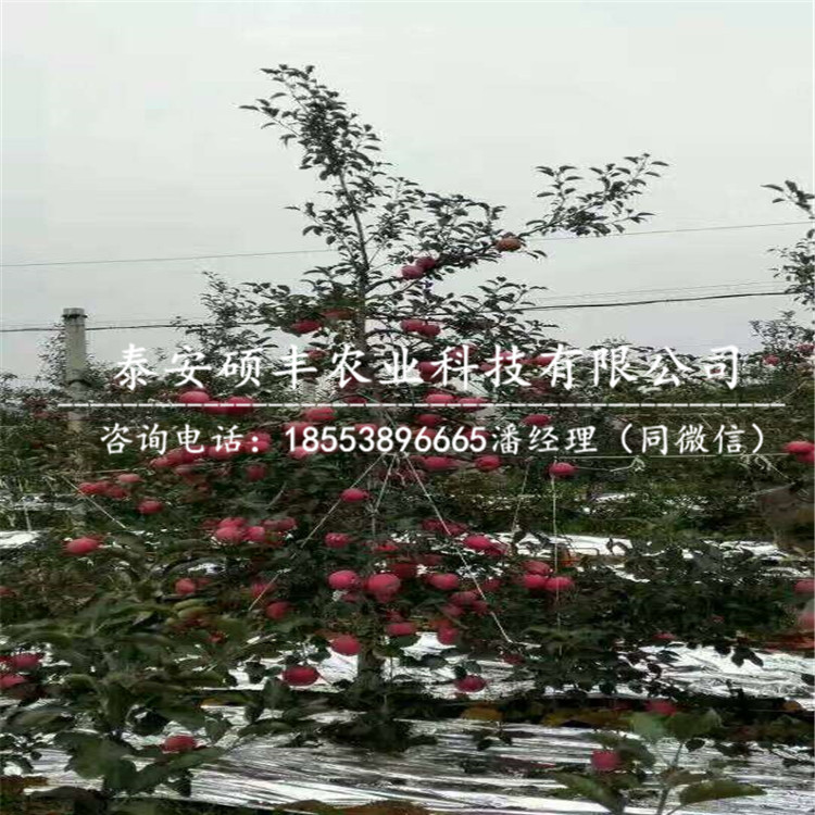 哪里有國光蘋果苗詳細(xì)價(jià)格、哪里有國光蘋果苗怎么成活率高