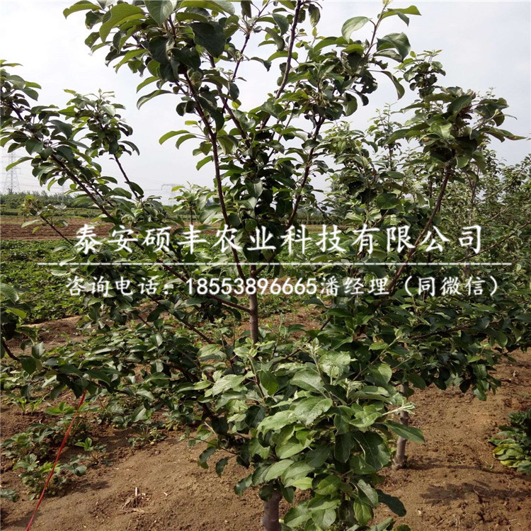 紅之舞蘋果苗利潤、紅之舞蘋果苗市場行情價格