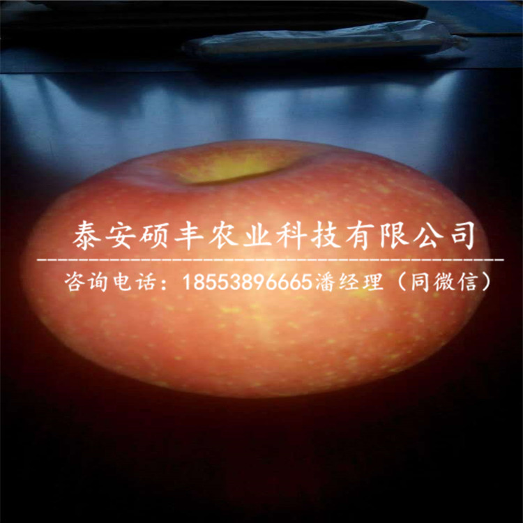 嫁接秋光蘋果苗批發(fā)價格、嫁接秋光蘋果苗產(chǎn)地批發(fā)價