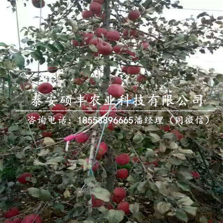 4公分秦冠蘋果苗成品苗價(jià)格