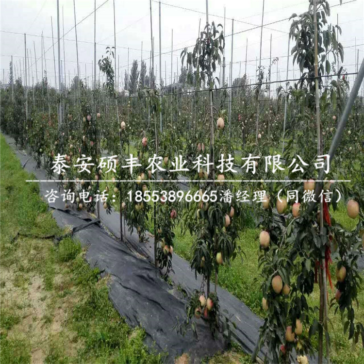 嫁接紅之舞蘋果苗、紅之舞蘋果苗怎么成活率高