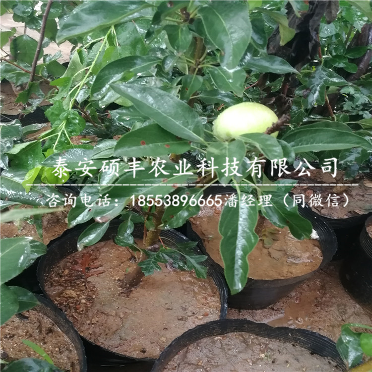 山東潤(rùn)太1號(hào)蘋果苗簡(jiǎn)介